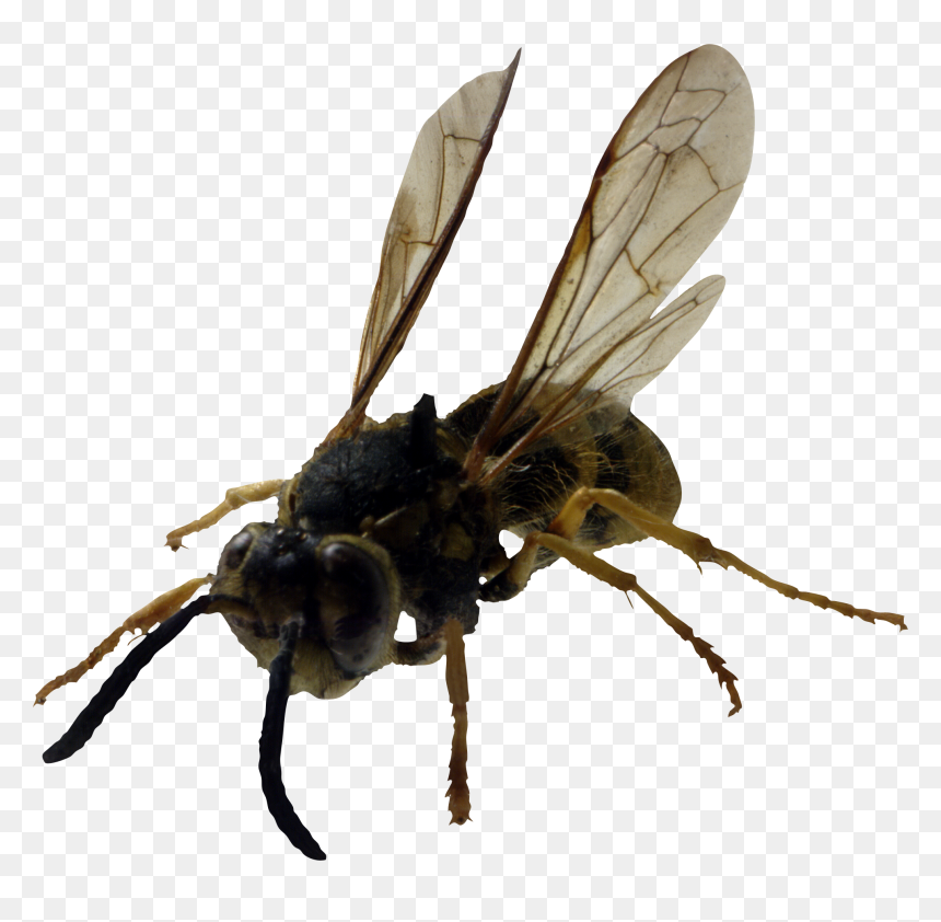 Yellow Jacket Stinger, HD Png Download - bee png