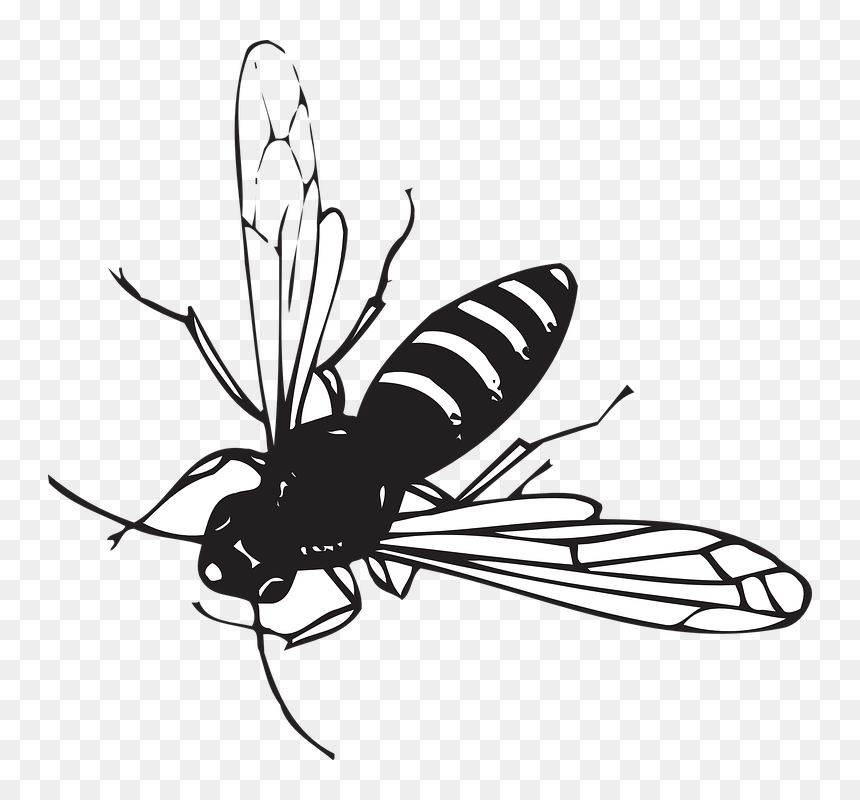 Fly Insect Black And White, HD Png Download - bee png