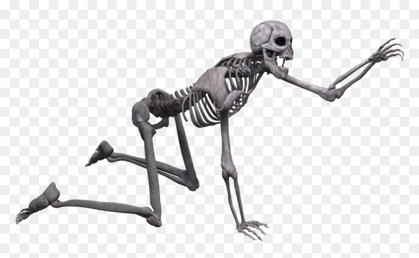 Skeleton Png, Transparent Png - skeleton png