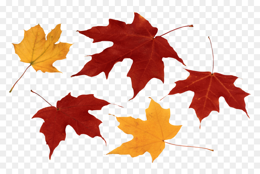Feuilles Mortes Png, Transparent Png - fall leaves png