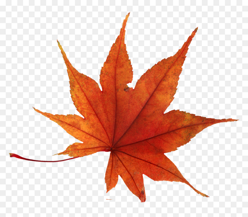 Scentsy Pick A Number, HD Png Download - fall leaves png