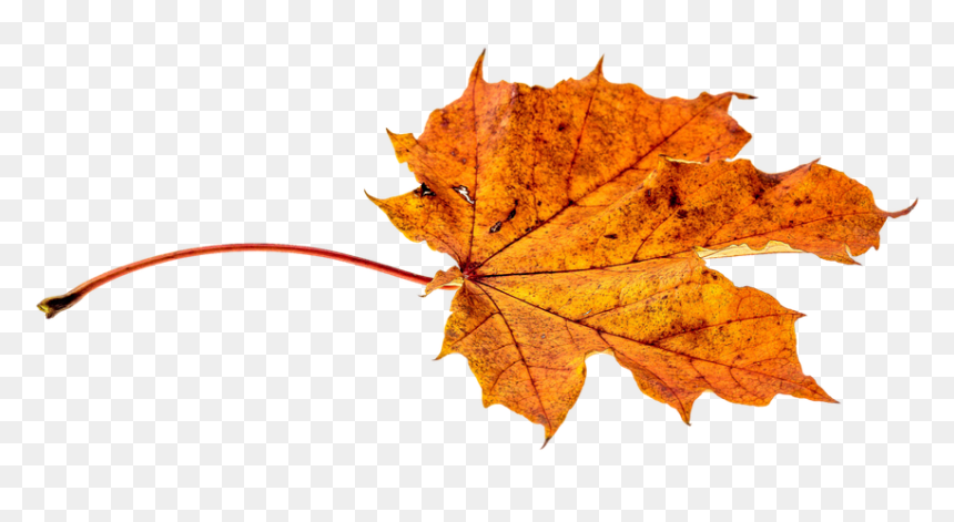 Transparent Autumn Leaves Falling, HD Png Download - fall leaves png