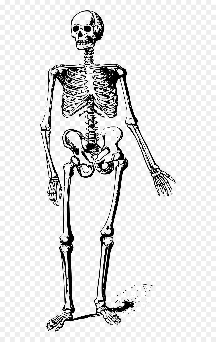 Free Clipart Skeleton, HD Png Download - skeleton png