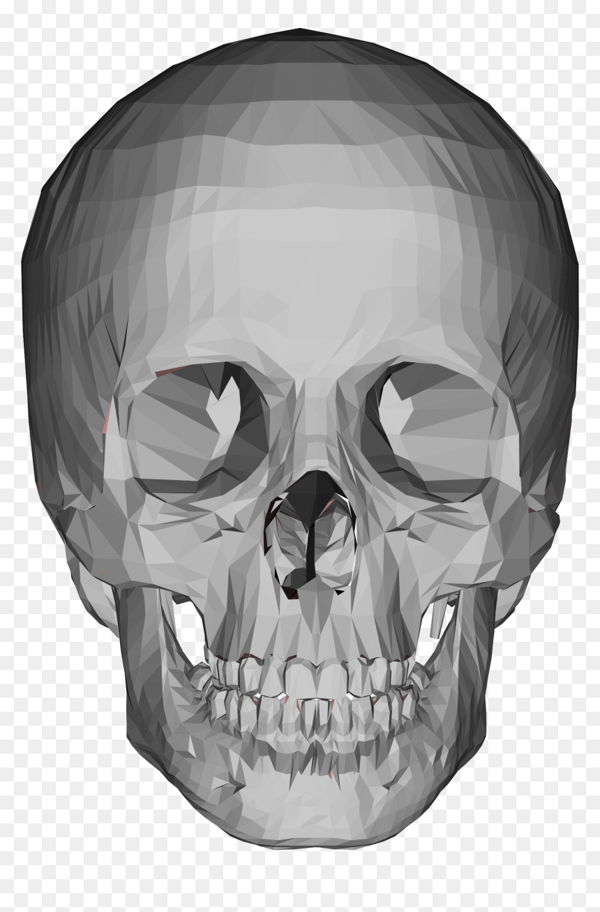 3d Model Skull Png, Transparent Png - skeleton png