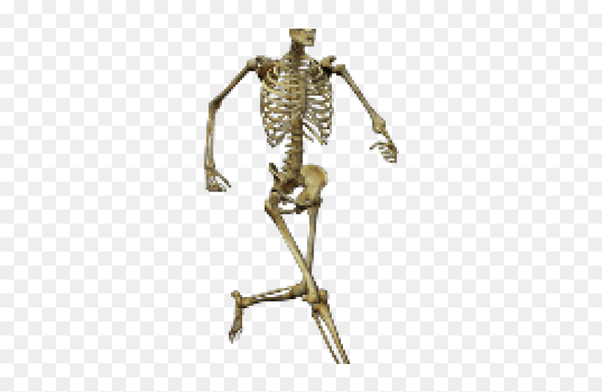 Skeleton Png Transparent, Png Download - skeleton png