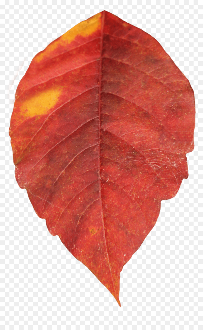 Autumn Leaf Red, HD Png Download - fall leaves png