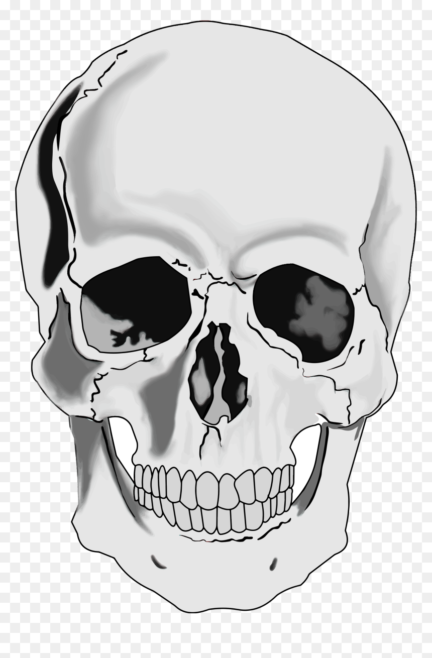Transparent Background Skull Clipart, HD Png Download - skeleton png