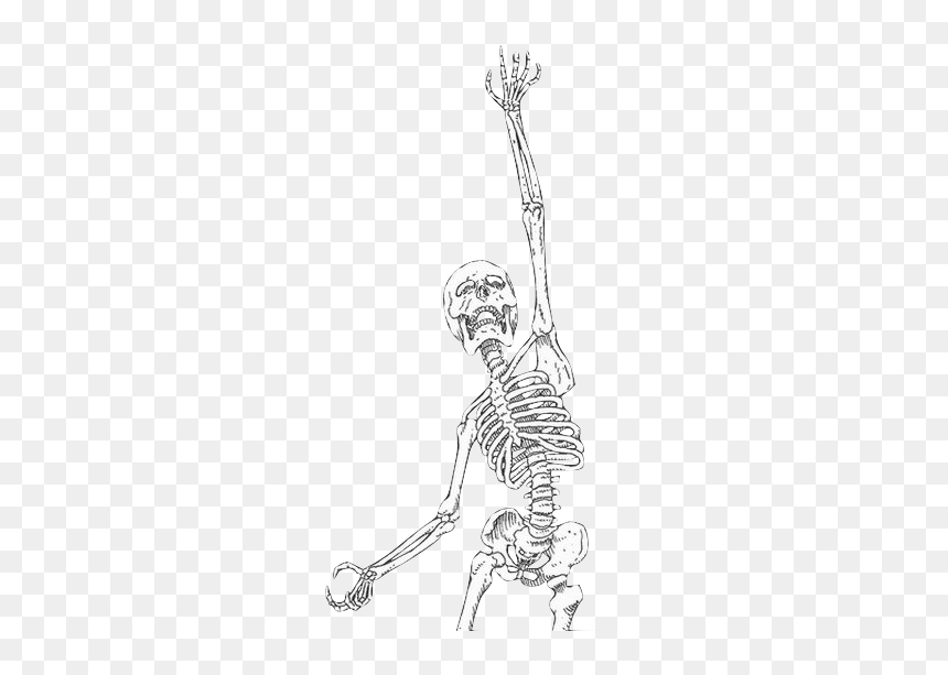 Drawing, HD Png Download - skeleton png