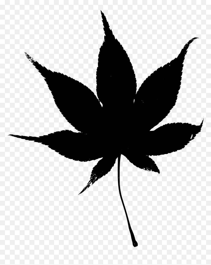 Japanese Maple Leaf Clipart, HD Png Download - fall leaves png
