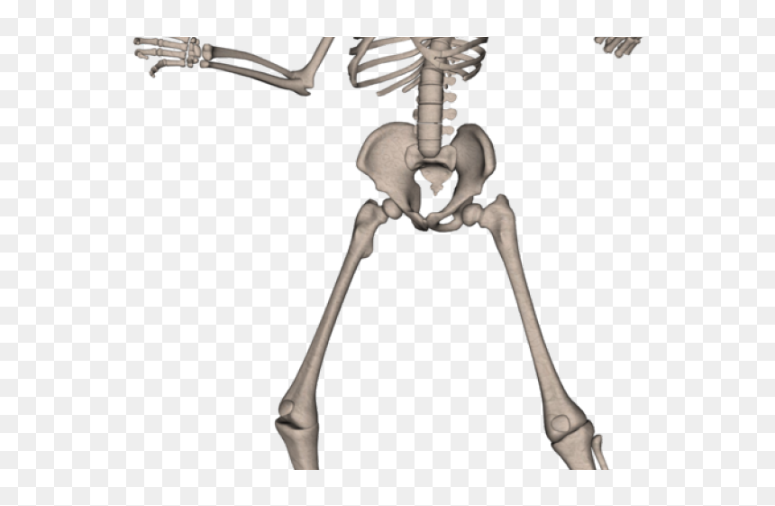 Skeleton Free Image Png, Transparent Png - skeleton png
