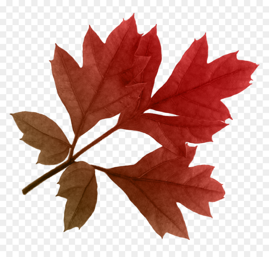 Fall Leaves Png, Transparent Png - fall leaves png