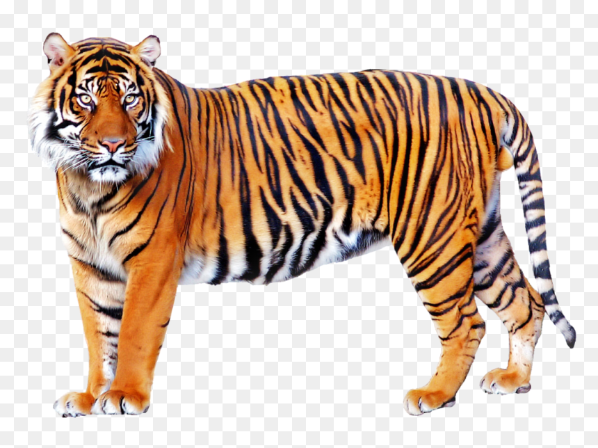 Tiger Png, Transparent Png - tiger png