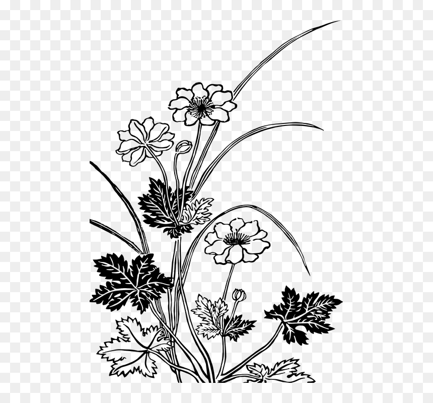 Flowering Plants Black And White, HD Png Download - floral png
