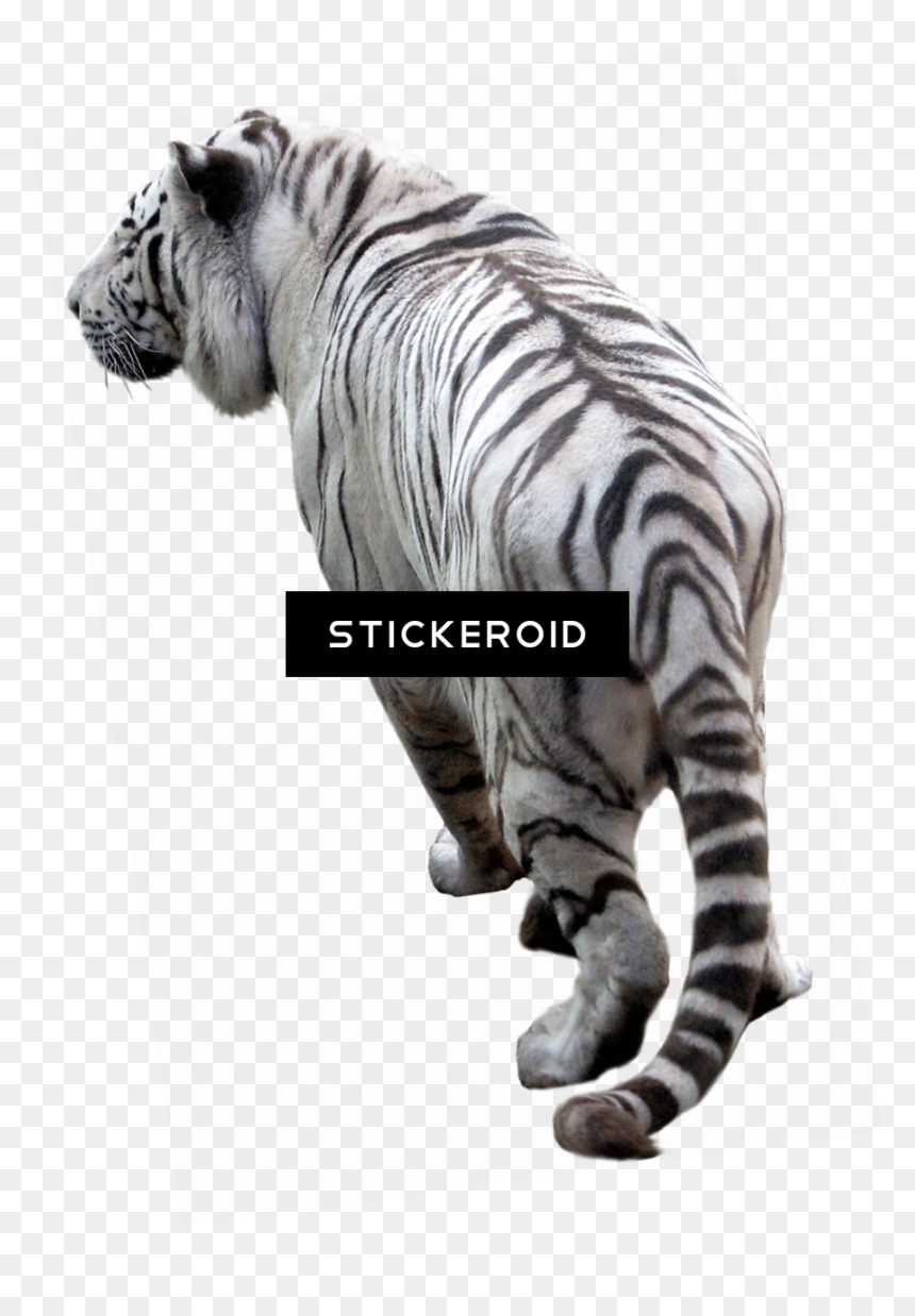 Png Hd Full Background, Transparent Png - tiger png