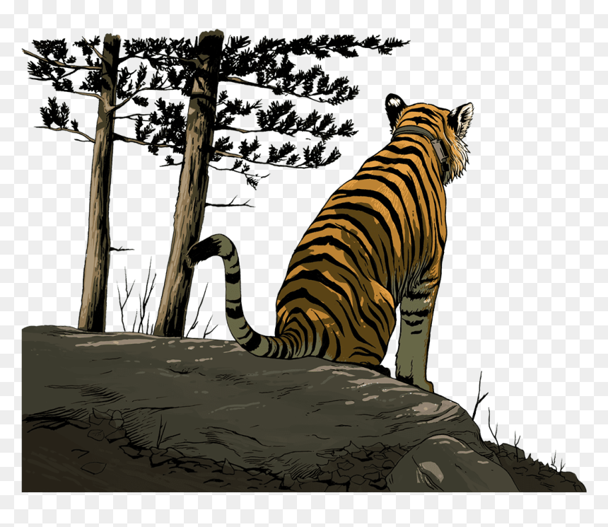 Siberian Tiger, HD Png Download - tiger png