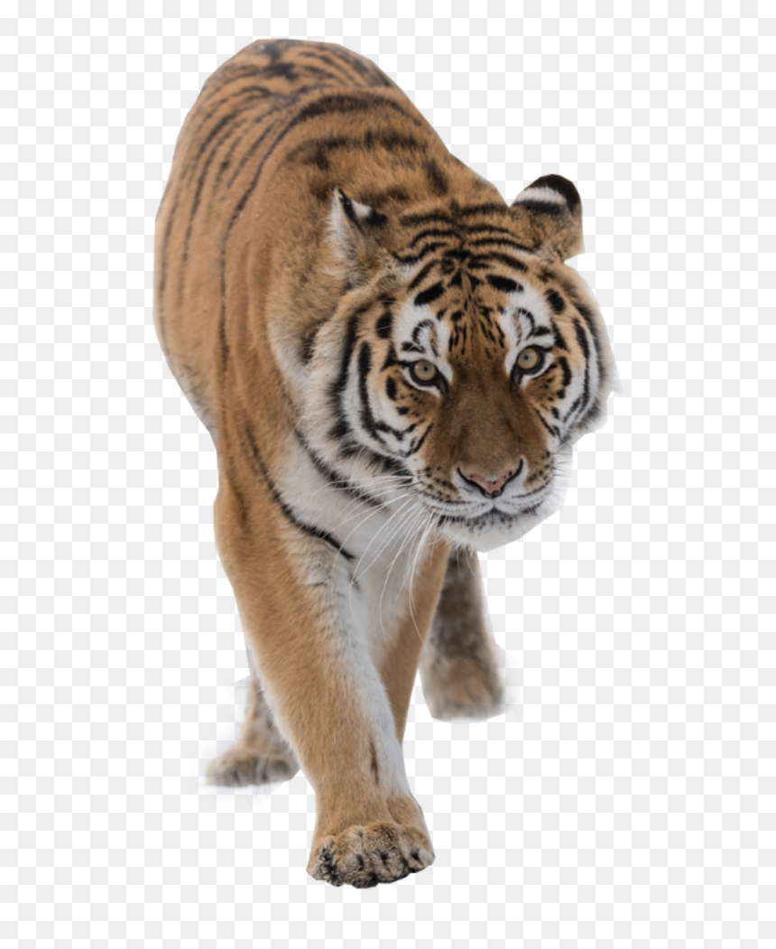 Siberian Tiger, HD Png Download - tiger png
