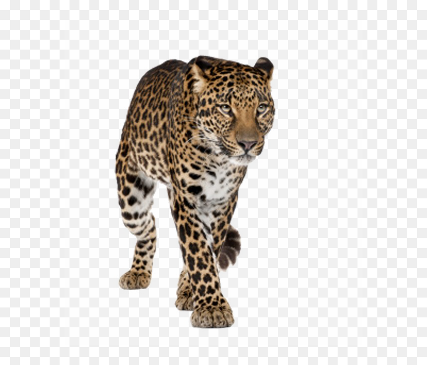 Amur Leopard White Background, HD Png Download - tiger png