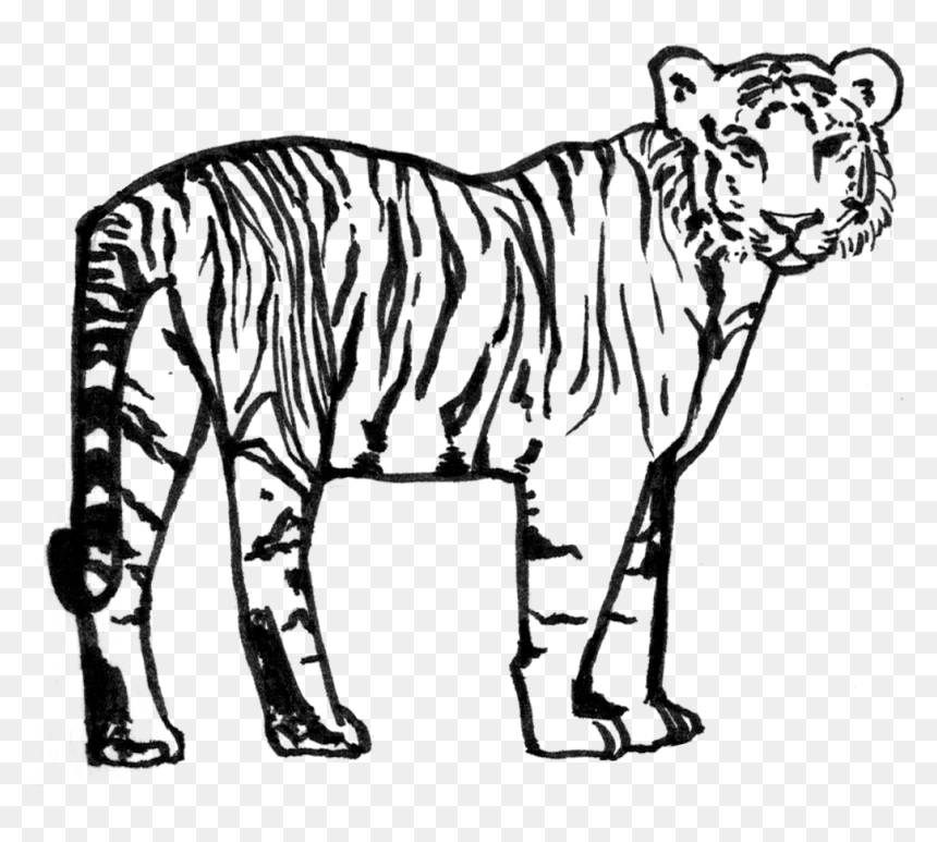 Siberian Tiger, HD Png Download - tiger png