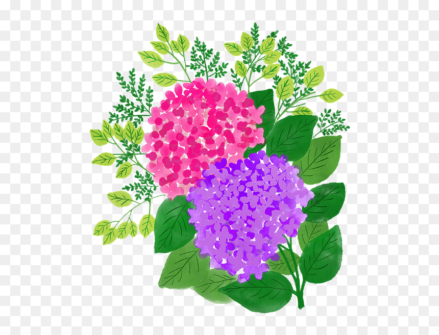 Hydrangea, HD Png Download - watercolor flowers png