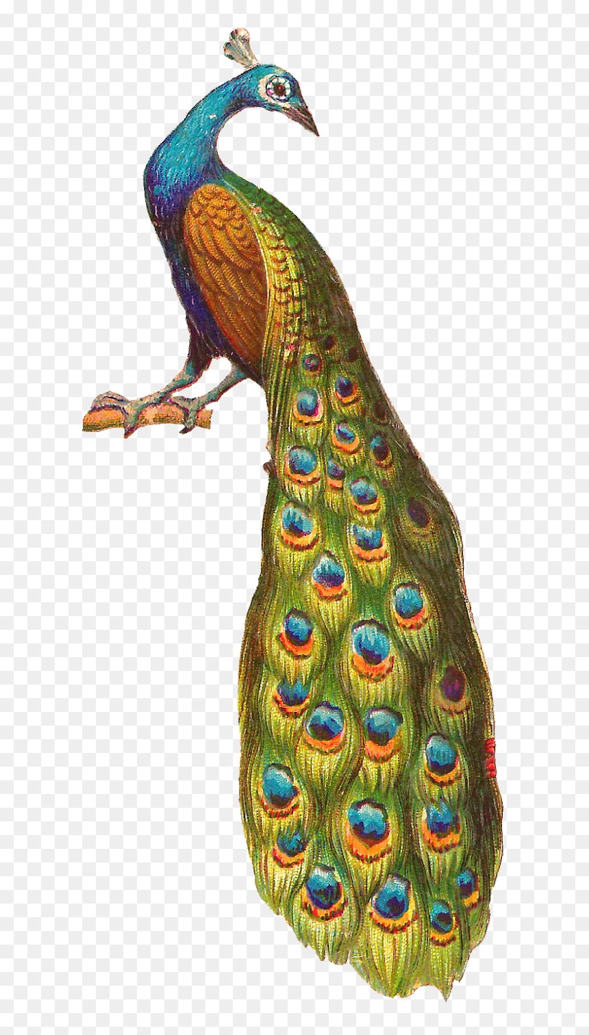 Peafowl, HD Png Download - feather png