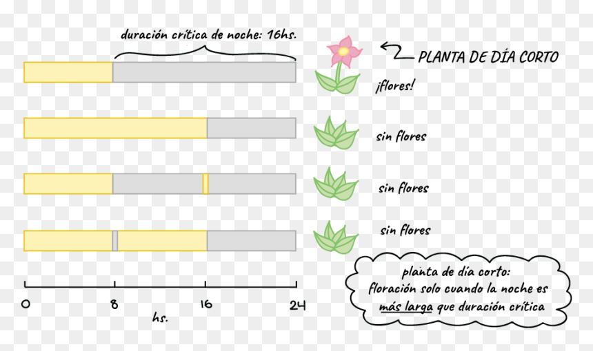 Destello De Luz Png, Transparent Png - destello de luz png