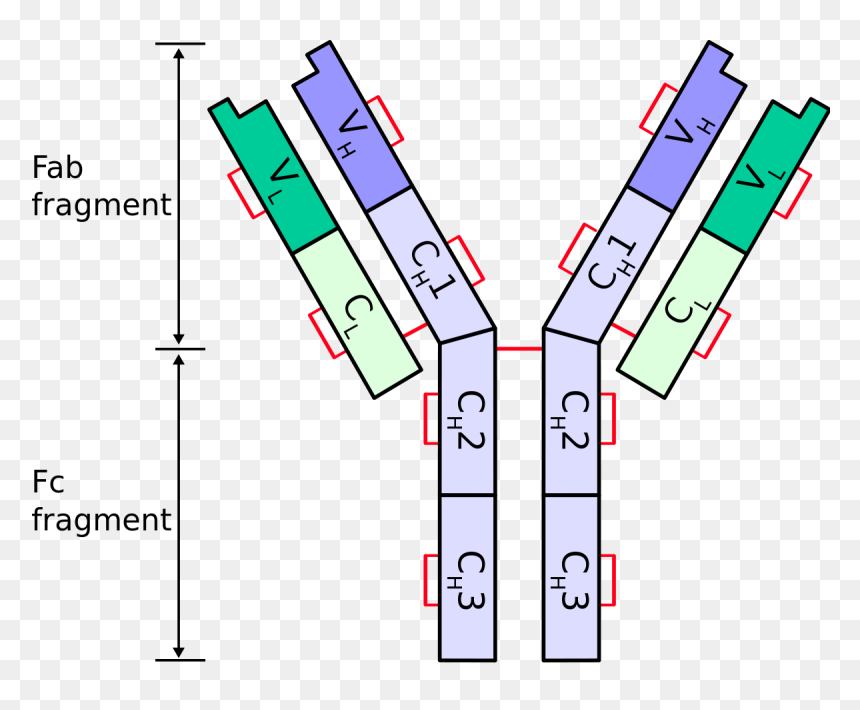 Antibody Heavy Chain, HD Png Download - cadenas png