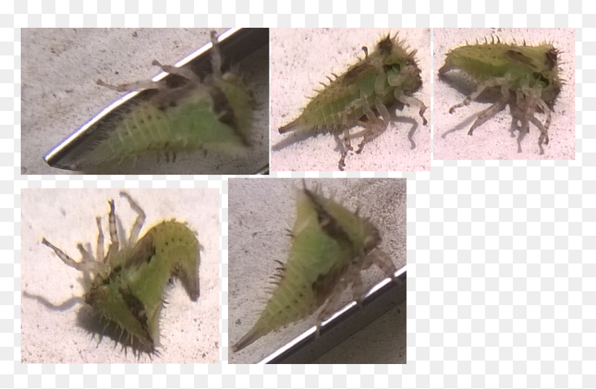 Southern Comma, HD Png Download - august png