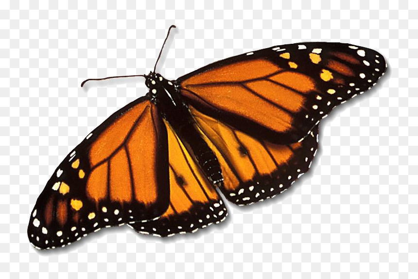 Real Monarch Butterfly Png, Transparent Png - monarch png