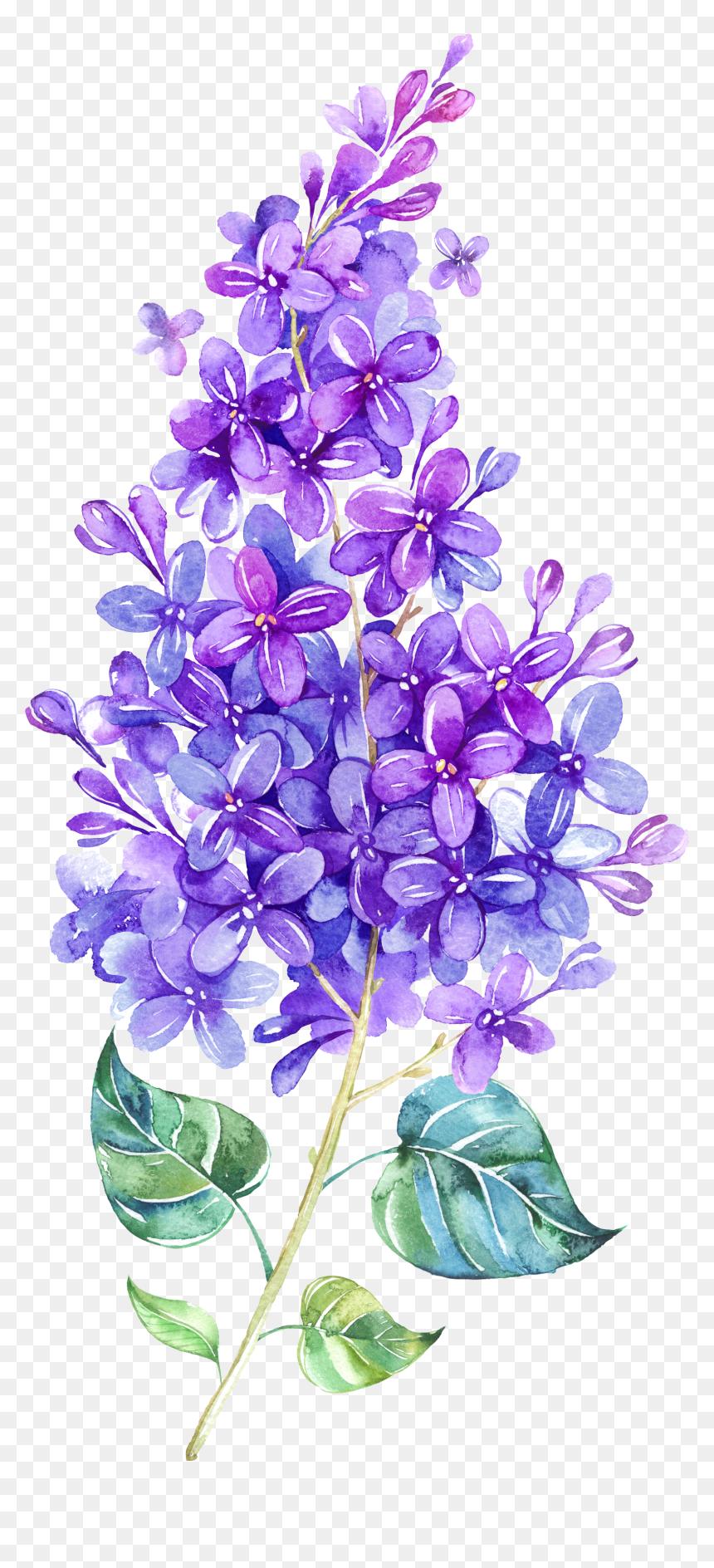 Lilac Watercolor, HD Png Download - lavender flowers png