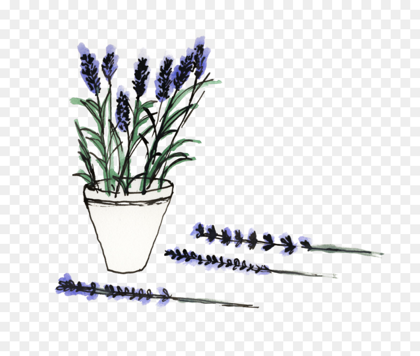 Lavandula Lanata, HD Png Download - lavender flowers png