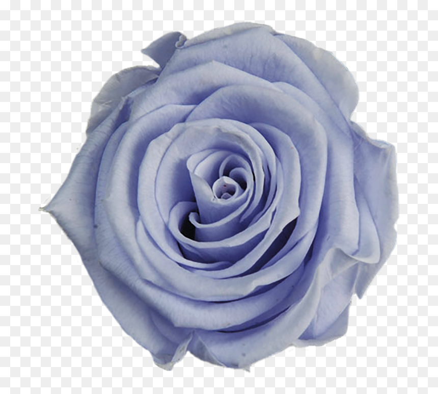 Garden Roses, HD Png Download - lavender flowers png