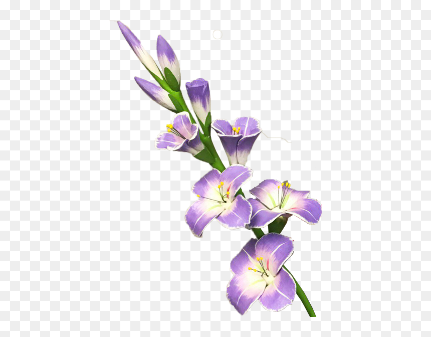 Gladiolus Png, Transparent Png - lavender flowers png