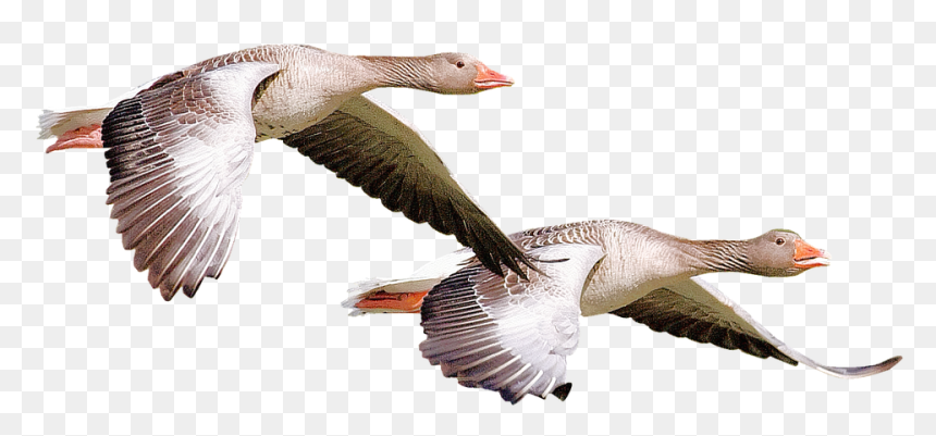 Goose Flying Png, Transparent Png - alto falante png