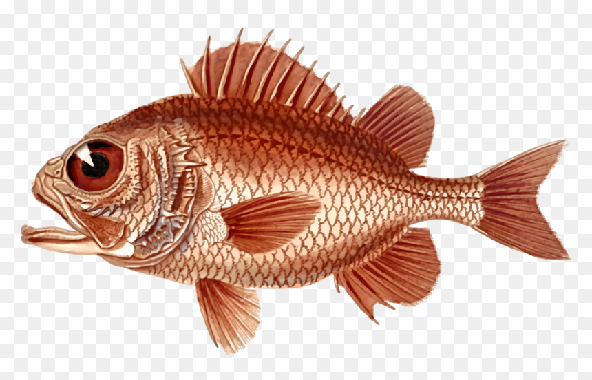 Transparent Bass Fishing Clipart - Nature Images Objects Png, Png Download - red snapper png