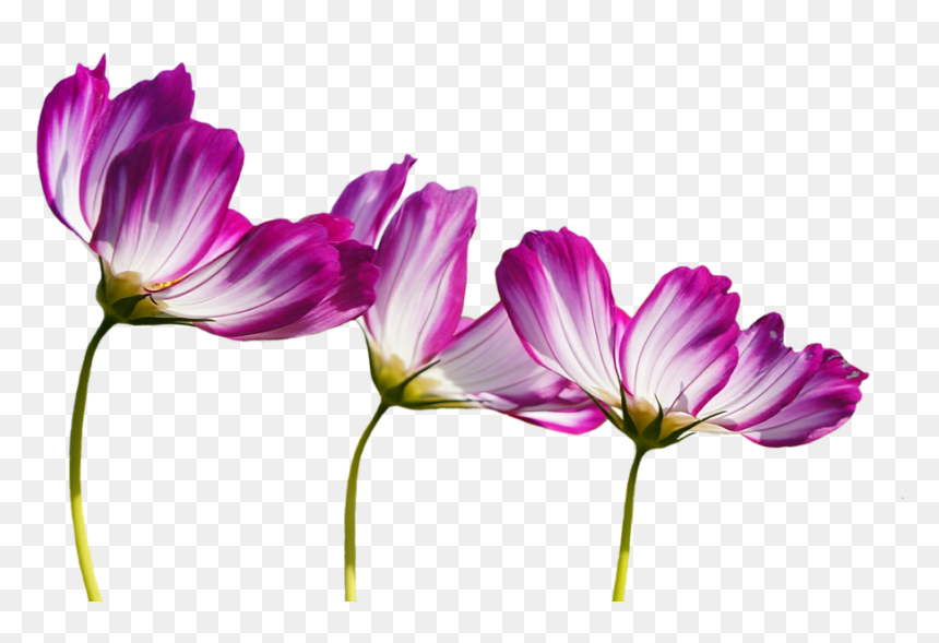 Transparent Burgundy Flowers Clipart - Kvety Png, Png Download - imagenes de flores png