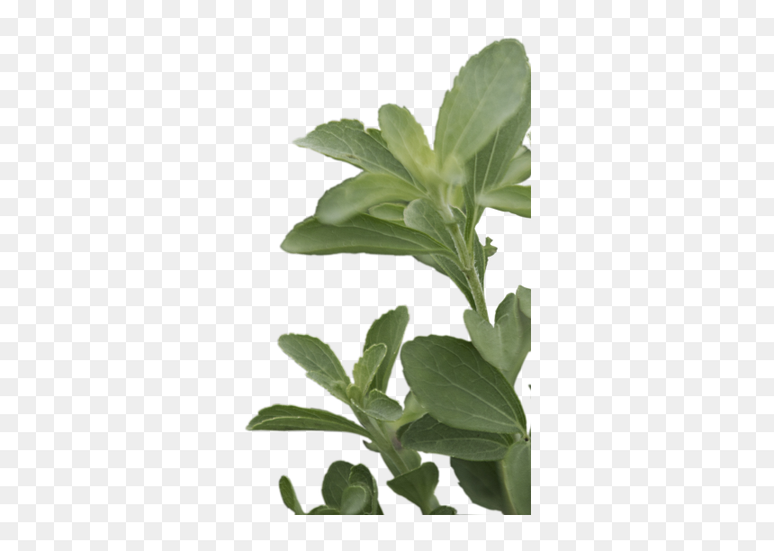 Tree, HD Png Download - stevia png