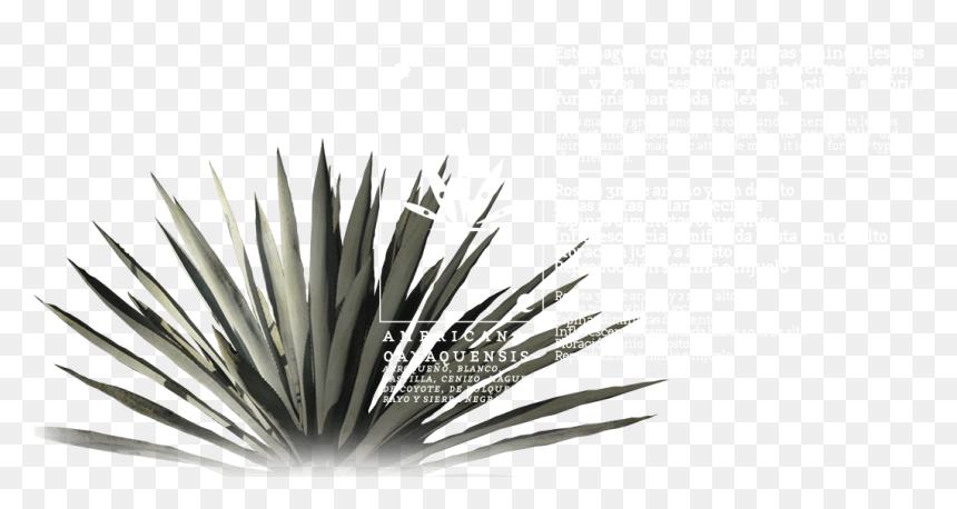 Agave Azul, HD Png Download - rayo azul png