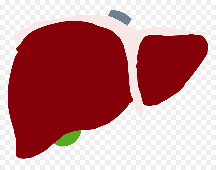 Liver Png, Transparent Png - higado png