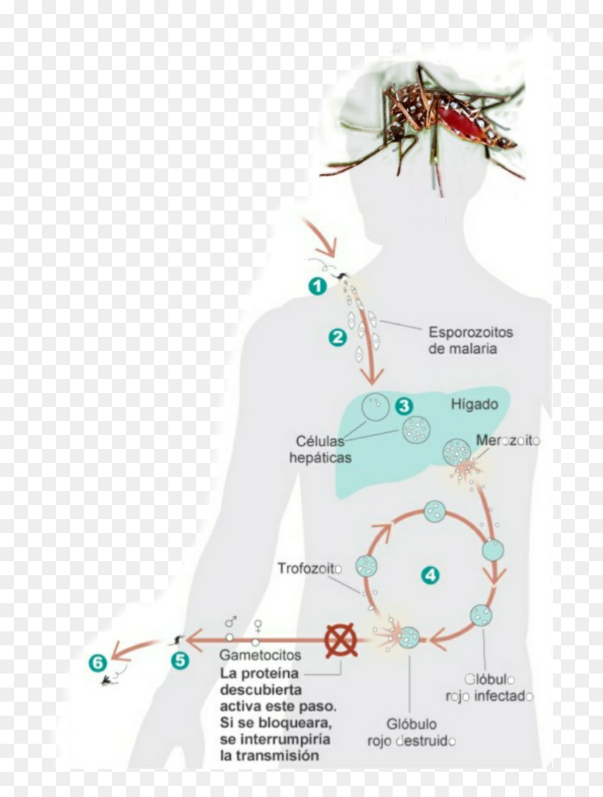 #123 - Ciclo De La Malaria Explicado, HD Png Download - higado png
