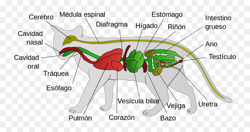 Scheme Cat Anatomy-es - Cat Anatomy, HD Png Download - higado png