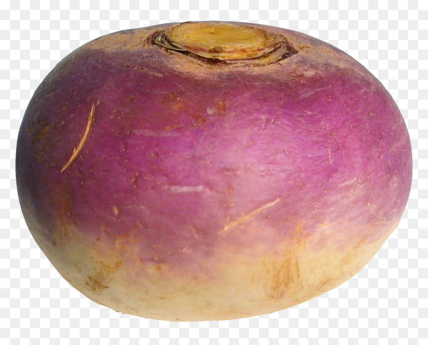 Turnip, HD Png Download - tulip tree png