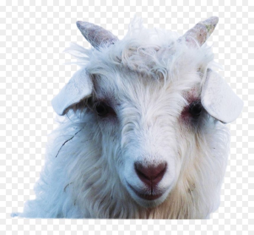 #animals
 #freetoedit - Sheep, HD Png Download - goat eye png