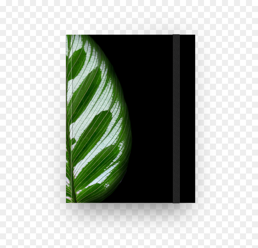 Caderno Folha De Maranta De Anthony Nilberna - Stock Photography, HD Png Download - folha de caderno png