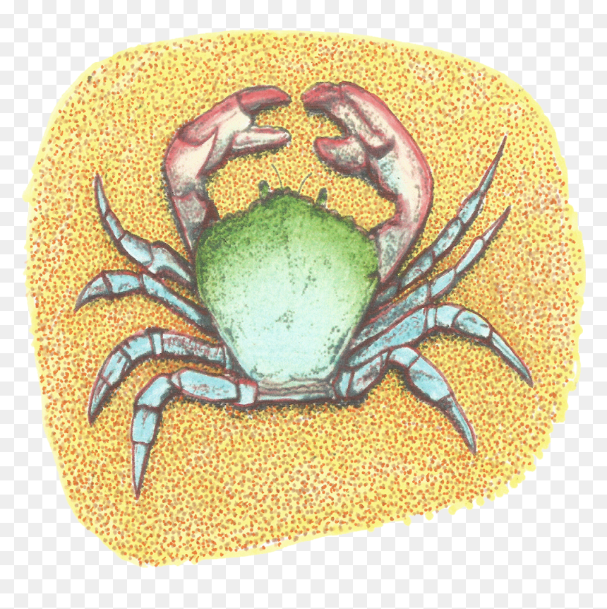 Sebastian - Rock Crab, HD Png Download - sebastian the crab png