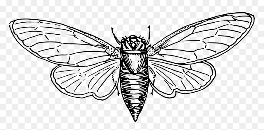 Locust Svg Clip Arts - Locust Vector, HD Png Download - locust png
