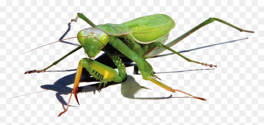 Mantis Png Image - Realistic Praying Mantis Drawings, Transparent Png - locust png