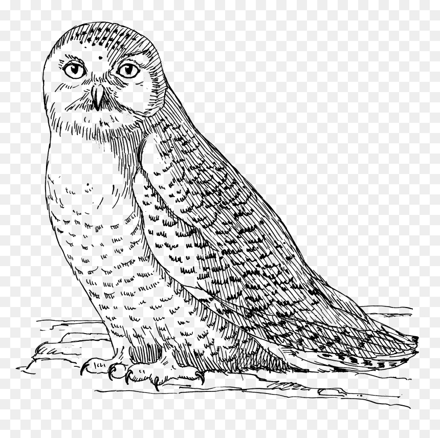 Owl 1558 - Snowy Owl Black And White, HD Png Download - owl .png