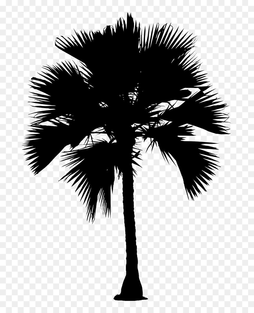 Asian Palmyra Palm Date Palm Silhouette Palm Trees - Borassus Flabellifer, HD Png Download - date palm tree png