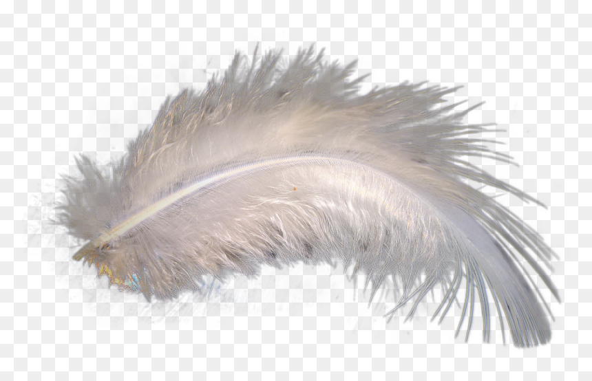 Wildlife, HD Png Download - feather png image