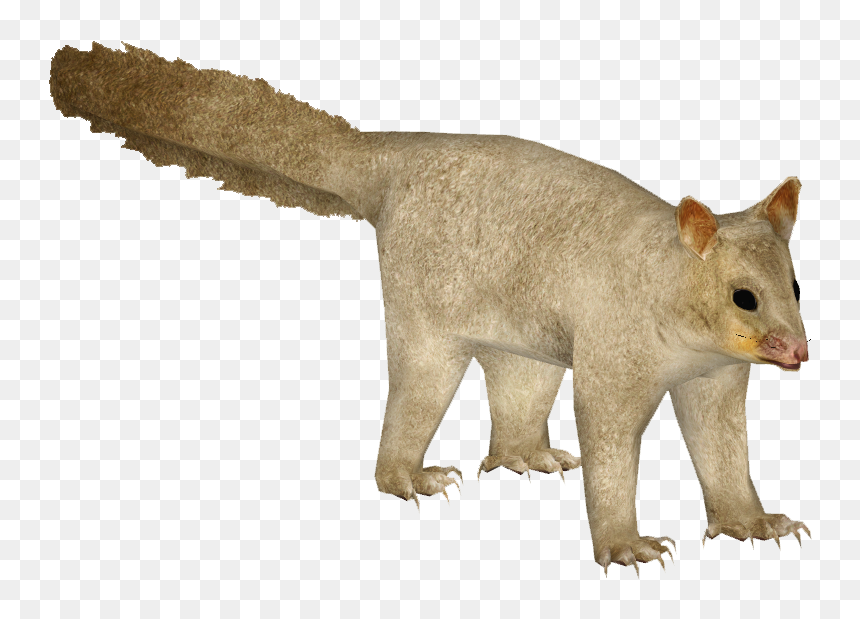 Thumb Image - Transparent Png Common Brushtail Possum Png, Png Download - possum.png